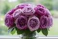 Purple roses