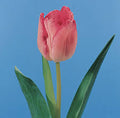 TulipRose1