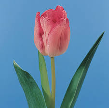 TulipRose1