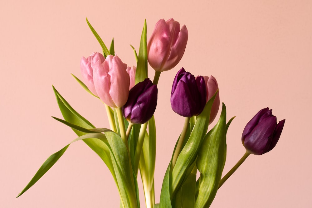 TulipRose2